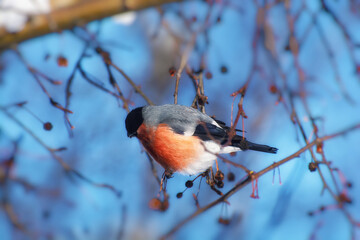 Bullfinch on a berry tree