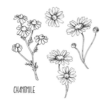 Hand drawn vector illustration set of chamomile. Isolated monochrome picture of flowers for design, packaging