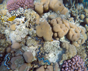 Tropical coral reef. Ecosystem and environment. Egypt. Near Sharm El Sheikh