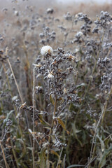 Field of grass and flowers covered with hoarfrost