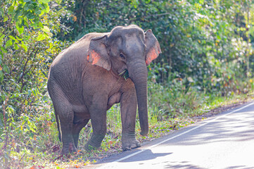 Wild elephants in Khao Yai National Park , Thailand. Khao Yai National Park is home to many elephants.