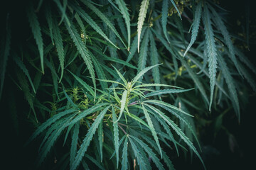 Branch of cannabis and marijuana. Ganja, hemp beautiful tree.