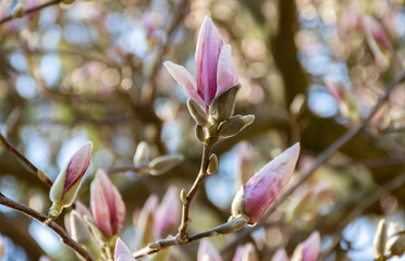 Obraz premium branch with unopened buds of pink-white magnolia bloom in early spring