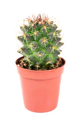 close up of small cactus houseplant in pot