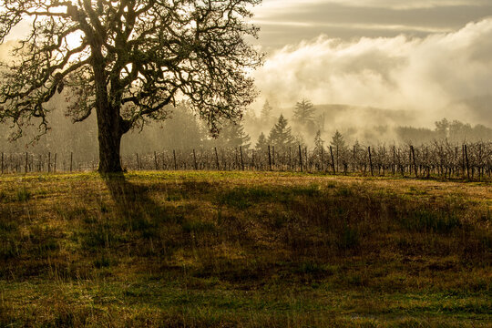 Falling rain streaks an image of glowing sky, shining vines and glistening ground in front of an Oregon vineyard in winter.