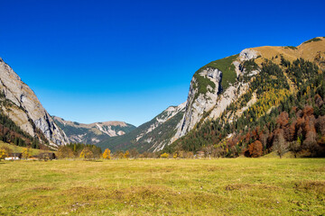 Maple trees at Ahornboden, Karwendel mountains, Tyrol, Austria