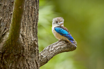 Blue-winged Kookaburra, an Australian giant kingfisher, perched on a branch against an abstract...
