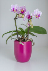 Naklejka na ściany i meble Schöne Orchidee im Topf auf weiss
