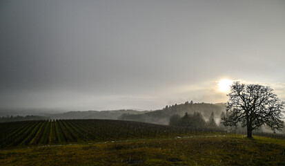 A misty, hazy late afternoon, glowing sun, misty hills in layers, forest silhouette and an oak tree in front of an Oregon vineyard.