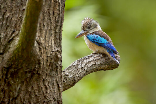 Blue-winged Kookaburra, an Australian giant kingfisher, perched on a branch against an abstract green background.
