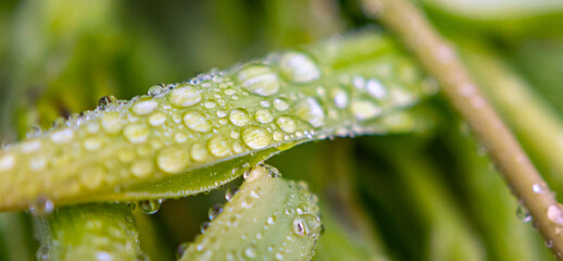 Tautropfen - Wassertropfen auf grünem Blatt