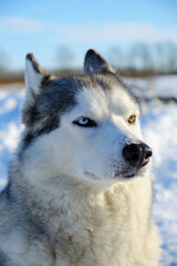 Beautiful dog, Siberian Husky breed muzzle close-up in winter on a bright sunny day.