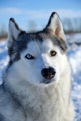 Beautiful dog, Siberian Husky breed muzzle close-up in winter on a bright sunny day.