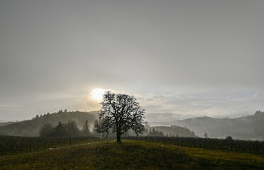 Fototapeta na wymiar A misty, hazy late afternoon, glowing sun, misty hills in layers, forest silhouette and an oak tree in front of an Oregon vineyard.