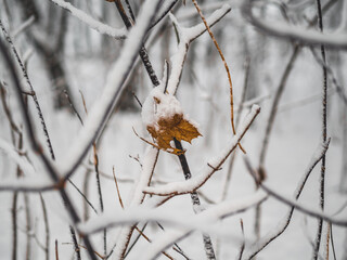 Last leaf of autumn in the snow.