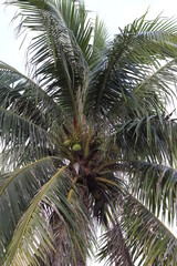 Top of the coconut tree with green leaves With a tall trunk There are bunches of coconuts, found on the seashore. The fruit is refreshing and has a sweet, delicious taste, 
Background is white sky.