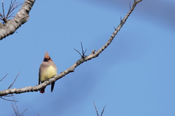 japanese waxwing on the perch
