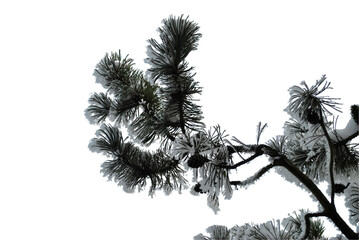 Pine branch covered with snow on a white background