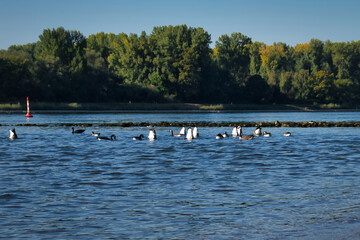 Water birds swimming and diving in the Rhine River in Germany on a warm summer day.