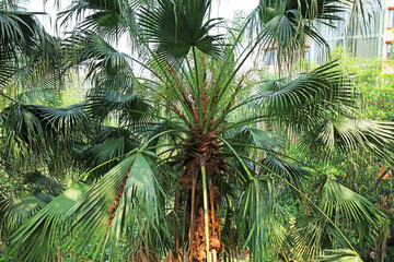 Palms in tropical botanical garden, South China