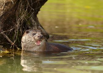 Portrait of wild  European Otter, Lutra lutra with fish in mouth. Otter eating fish, staring directly at camera. Low angle photo, spring time, Europe. 