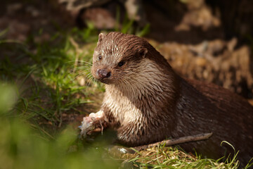 Portrait of wild  European Otter, Lutra lutra with fish in mouth. Otter eating fish, staring directly at camera. Low angle photo, spring time, Europe. 