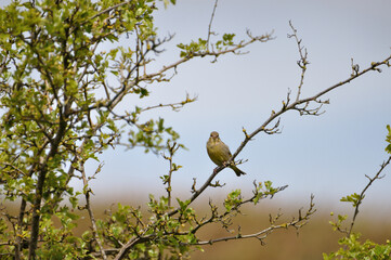 Grünfink - greenfinch