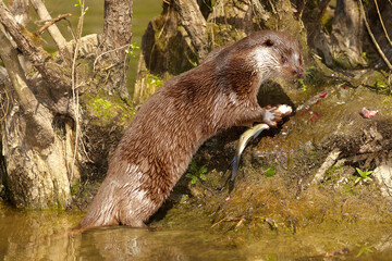 Portrait of wild  European Otter, Lutra lutra with fish in mouth. Otter eating fish, staring directly at camera. Low angle photo, spring time, Europe. 