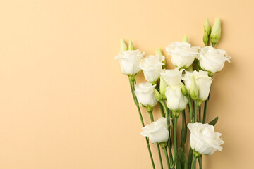 Beautiful white roses on beige background, space for text