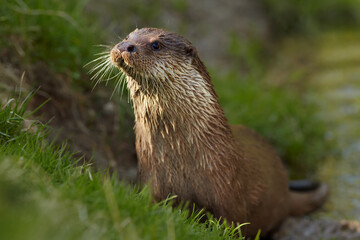 Portrait of wild  European Otter, Lutra lutra. Otter in its natural environment. Low angle photo, spring time, Europe.