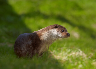 Portrait of wild  European Otter, Lutra lutra. Otter in its natural environment. Low angle photo, spring time, Europe.