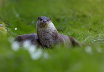 Portrait of two wild  European Otters, Lutra lutra against green spring meadow. Otters staring...