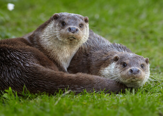 Portrait of two wild  European Otters, Lutra lutra against green spring meadow. Otters staring directly at camera. Low angle photo, spring time, Europe.