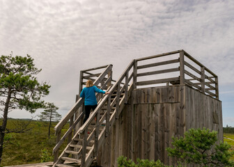 the summer swamp. woman in a blue jacket climbs the stairs. view of the tower. bog background and vegetation. white clouds. small swamp pines