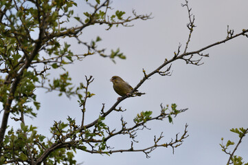 Gr&uuml;nfink - greenfinch