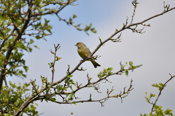 Grünfink - greenfinch