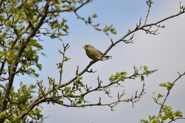 Grünfink - greenfinch