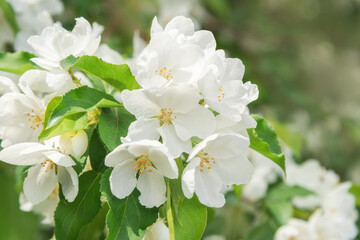 Blossoming apple tree brunch with white flowers