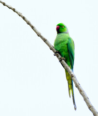 Rose ringed parakeet