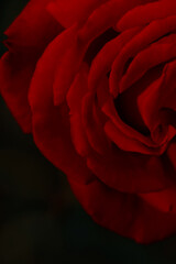 Naklejka premium closeup of beautiful red rose on dark background