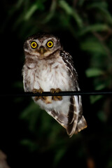 Spotted owl preparing for hunting