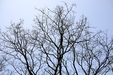 Blattlose Äste einer Baumkrone