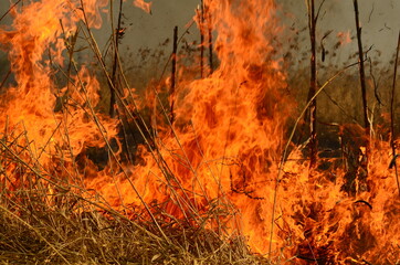 fire burn grass