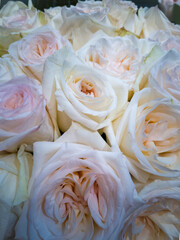 White roses tender bouquet close-up 