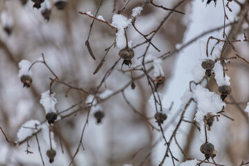 Dry rose hips under the snow.