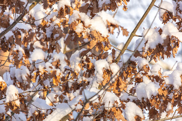 Oak branches with old leaves under the snow