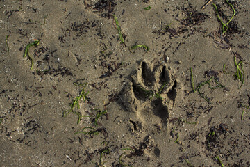 Dog paw print on sand