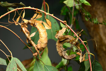 Spiny leaf insect, large species of Australian stick insect,