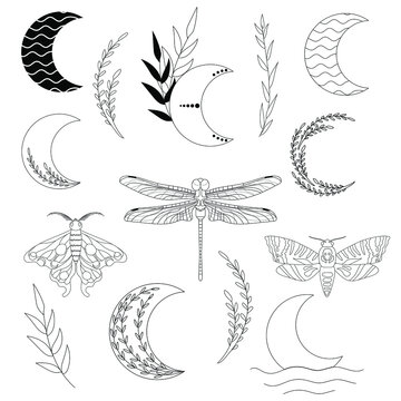 Vector set of different moon illustrations, dragonfly, death head moth, lunar moth and plants. Line art collection isolated on white background