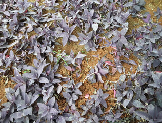 purple leaf, photo for background
